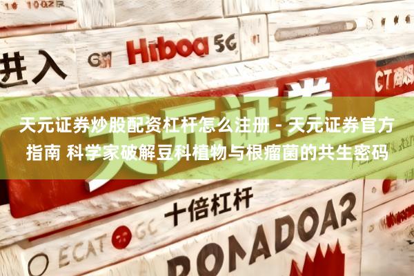 天元证券炒股配资杠杆怎么注册 - 天元证券官方指南 科学家破解豆科植物与根瘤菌的共生密码